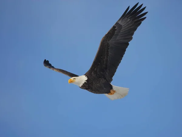 Bald Eagle Locie Błękitnym Niebie Pokazuje Pełną Rozpiętość Skrzydeł — Zdjęcie stockowe