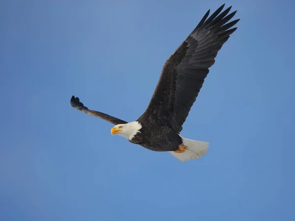 Bald Eagle Locie Błękitnym Niebie Pokazuje Pełną Rozpiętość Skrzydeł Zdjęcie Stockowe