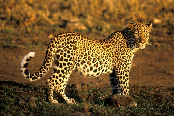 Krásný Africký Leopard Savaně Ostražitý Večerní Slunce — Stock fotografie