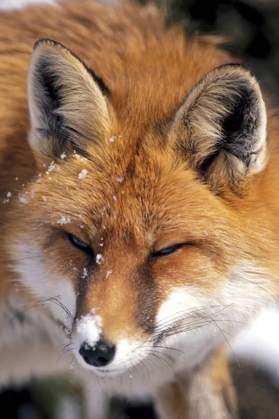 Piękny Red Fox Zimą Portret Głowy Zbliżenie Vulpes Vulpes — Zdjęcie stockowe