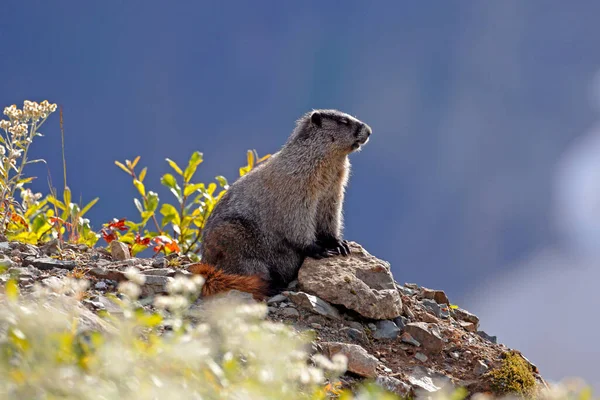 Hoary Marmot Sentado Junto Una Roca Alpino Disfrutando Del Cálido — Foto de Stock