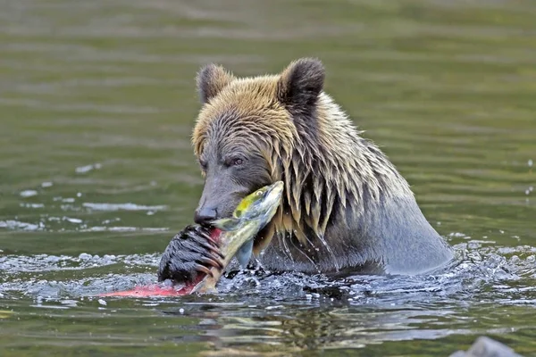 Éhes Grizzly Medve Folyóban Lazacot Eszik Stock Fotó