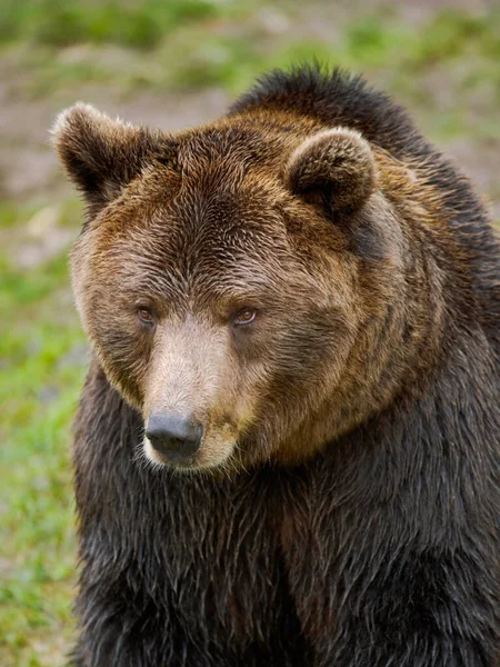 Портрет Чудового Європейського Браунського Ведмедя — стокове фото