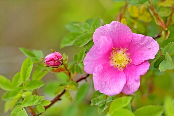 Wildrose Blume Blüte Selektiver Fokus — Stockfoto