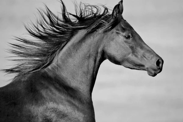 Black Arabian Horse galloping, portrait, Head closeup