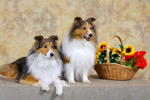 Două Frumoase Shetland Sheepdog Pozând Studio Lângă Coșul Voință Flori — Fotografie, imagine de stoc