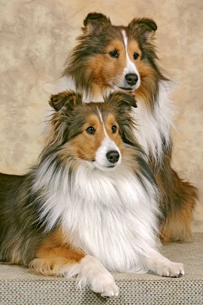 Shetland Sheepdog Együtt Portré Belül Stock Kép