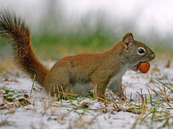 Red Squirrel Standing Snow Holding Hazelnut Mouth — Stock Photo, Image