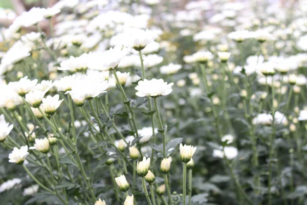 Blomsterträdgård Med Olika Vita Blommor Blomsterträdgård — Stockfoto