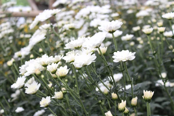 Blumengarten Mit Verschiedenen Weißen Blumen Blumengarten — Stockfoto