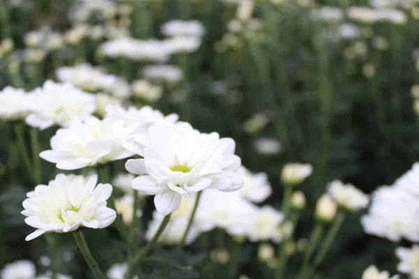 Jardim Flores Com Várias Flores Brancas Jardim Flores — Fotografia de Stock