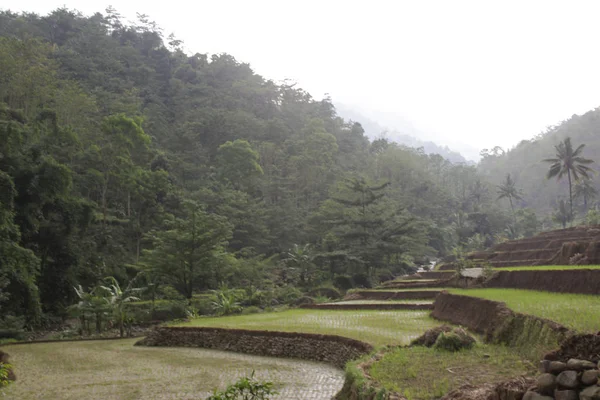 Indonéziában Eső Mezőben Panoráma Rizs Rizs Mező — Stock Fotó
