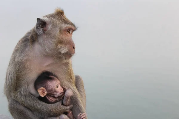 Matka Małpa Baby Monkey Niewyraźne Tło — Zdjęcie stockowe