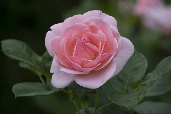 Primer Plano Flor Rosa Profundidad Campo Superficial Flor Primavera Rosa — Foto de Stock