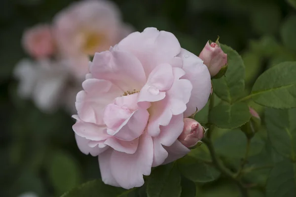 Квітка Троянди Крупним Планом Невелика Глибина Різкості Весняна Квітка Рожевої — стокове фото