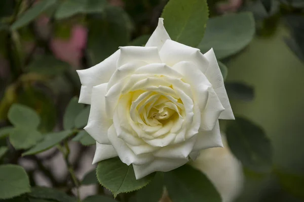 Růže Květ Zblízka Malá Hloubka Ostrosti Jarní Květ Bílé Růže — Stock fotografie