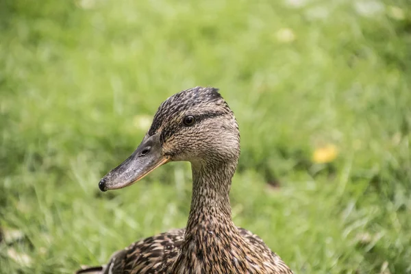 Female Mallard Duck Grass Closeup Picture — Stock Photo, Image