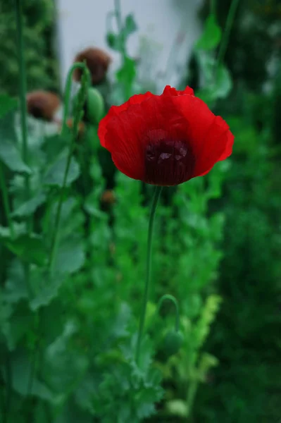 Poppy Rouge Noms Communs Corn Poppy Corn Rose Field Poppy — Photo