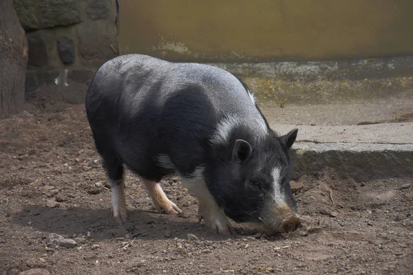 Pot Bellied Pig Local Farm — Stock Photo, Image