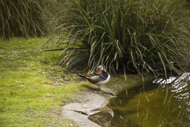 Quayside bitki örtüsü arasında küçük bir kanal üzerinde Mandarin ördeği (AIX galericulata) drake duran