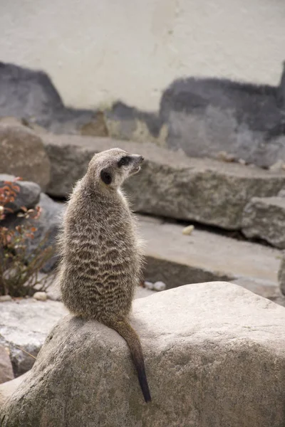 Şirin Çöl Faresi Suricata Suricatta Taş Bölgesini Korur — Stok fotoğraf