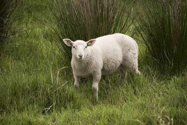 晴れた日に草原の羊 — ストック写真
