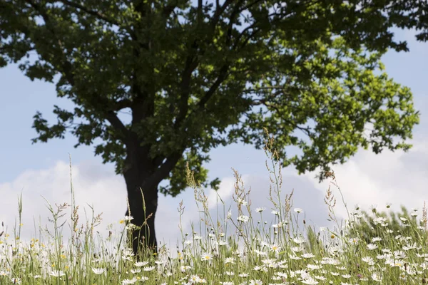 自然背景与树和绽放菊花花 花卉草甸夏天以选择性焦点 — 图库照片