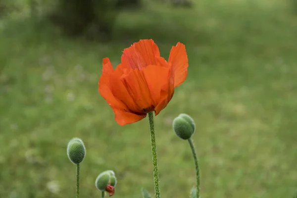 Klaproos Bloemen Weide Natuur Voorjaar Achtergrond — Stockfoto