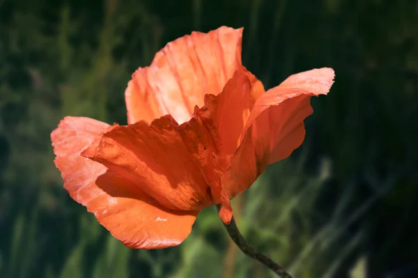 Papavero Fiore Nel Prato Natura Primavera Sfondo — Foto Stock