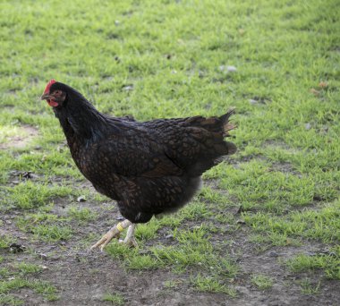 Ot ve yonca tarlasında yemek boyunca yürüyüş bir siyah Australorp tavuk.