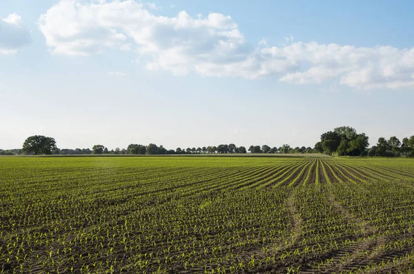 Paesaggio Rurale Olandese Con Campi Mais Una Giornata Nuvolosa — Foto Stock