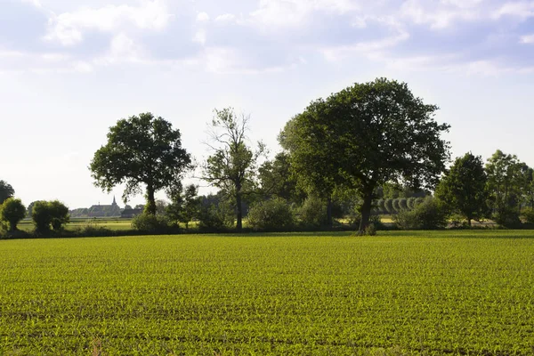 Holländska Landsbygdens Landskap Med Potatis Fält Molnig Dag Vårsäsongen — Stockfoto