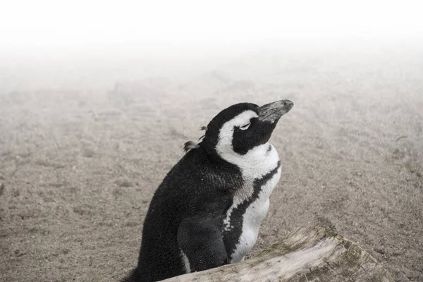 Afrikanischer Pinguin Spheniscus Demersus Auch Als Eselspinguin Und Schwarzfußpinguin Bekannt — Stockfoto