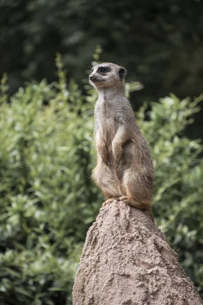 Şirin Çöl Faresi Suricata Suricatta Taş Bölgesini Korur — Stok fotoğraf