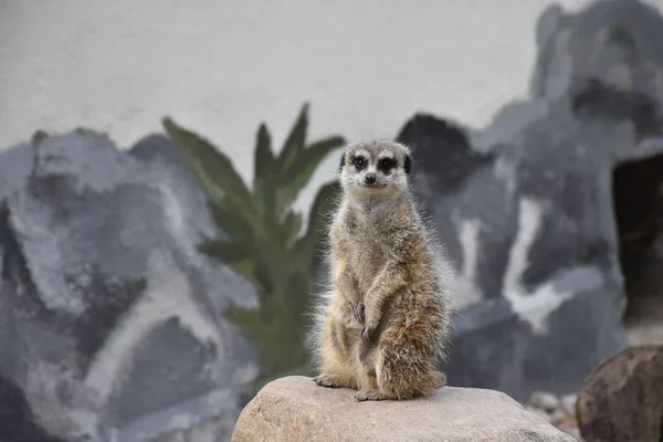 Şirin Çöl Faresi Suricata Suricatta Taş Bölgesini Korur — Stok fotoğraf