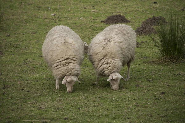 Duas Ovelhas Comendo Prado — Fotografia de Stock
