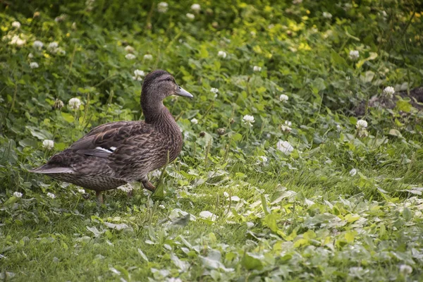 Pazifische Ente Tuckernde Ente Die Auf Grünem Gras Auf Nahrungssuche — Stockfoto