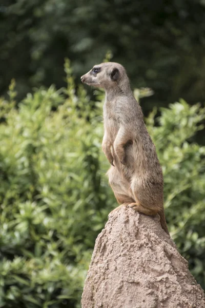 Şirin Çöl Faresi Suricata Suricatta Taş Bölgesini Korur — Stok fotoğraf