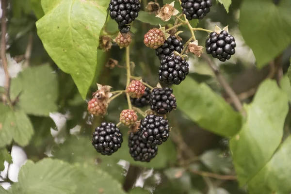 Bush Black Raspberries Garden — Stock Photo, Image