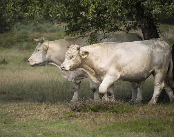 Eine Weiße Kuh Und Ein Weißer Stier Gehen Durch Das — Stockfoto