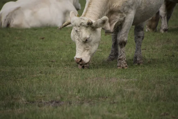Белая Корова Ест Траву — стоковое фото