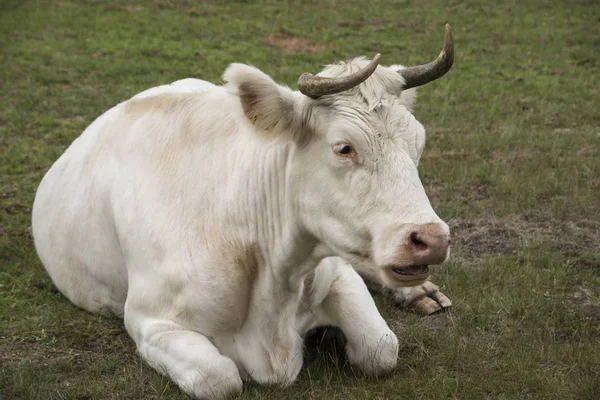 Weiße Kuh Sitzt Gras — Stockfoto