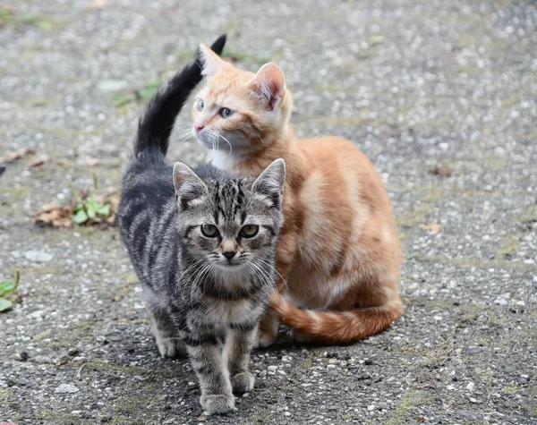 Dos Gatitos Están Esperando Madre — Foto de Stock