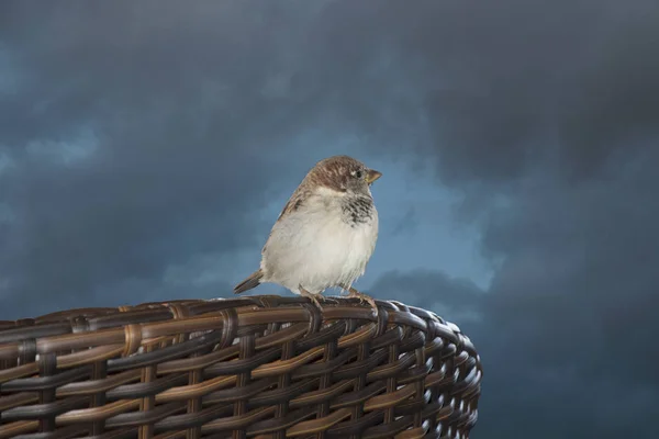 Burung Pipit Muda Duduk Kursi Luar Malam Hari — Stok Foto