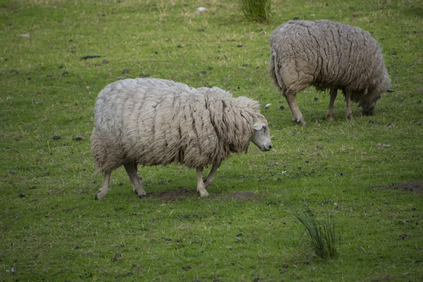两羊在草地上吃肝 — 图库照片