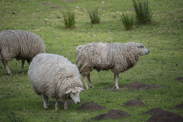 Pecore Piedi Nel Prato Presso Nostra Fattoria — Foto Stock