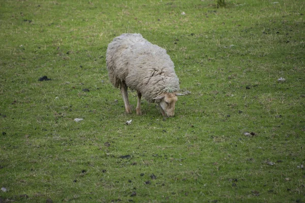 孤独な羊が牧草地でフォアグラを食べる — ストック写真