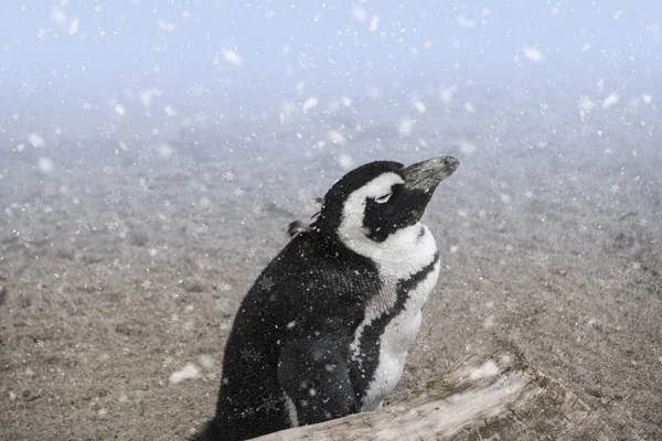 Pingüino Africano Spheniscus Demersus También Conocido Como Pingüino Burro Pingüino — Foto de Stock