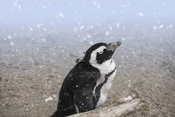 Pinguim Africano Spheniscus Demersus Também Conhecido Como Pinguim Burro Pinguim — Fotografia de Stock