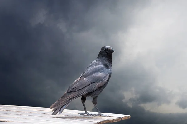 Ortak Raven Ahşap Bir Masaya Oturan Yakın Çekim — Stok fotoğraf